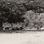 grey hair-grass pastorale