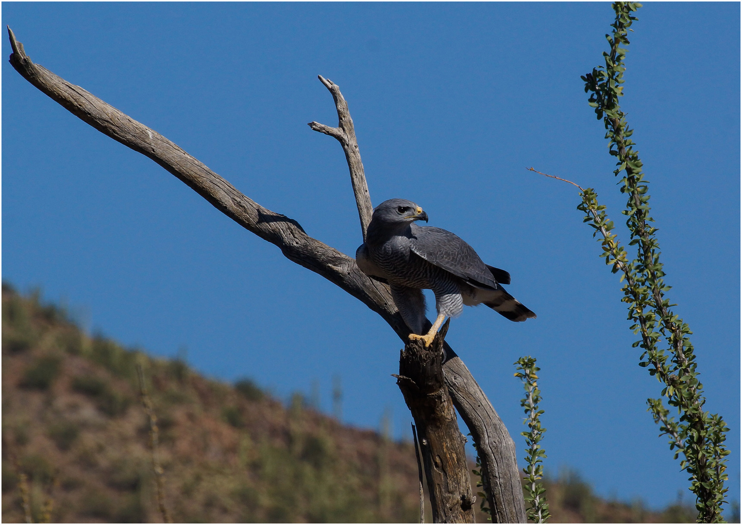 Grey Hawk