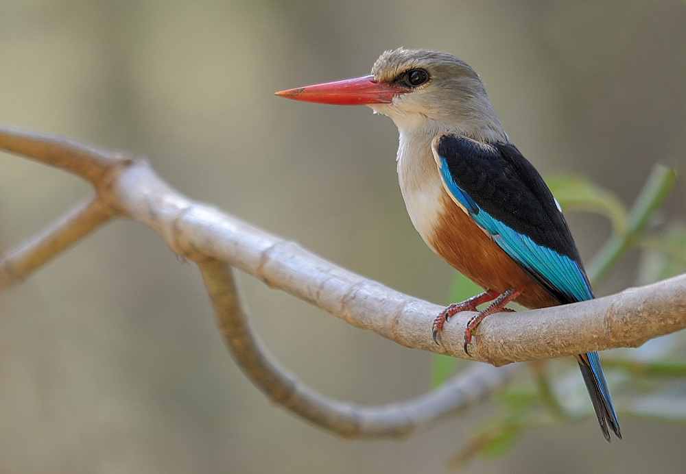 grey-headed...