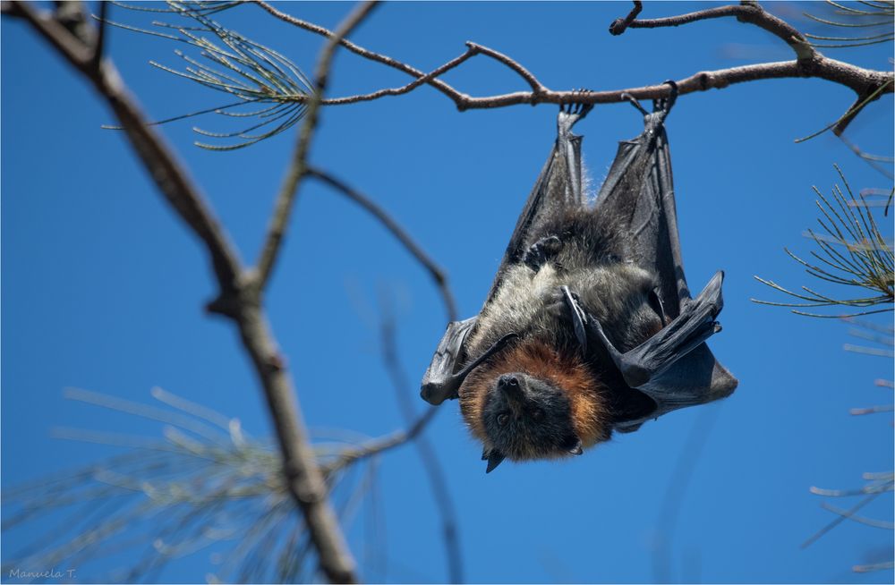 Grey-headed flying fox