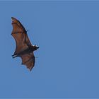 Grey-headed flying fox