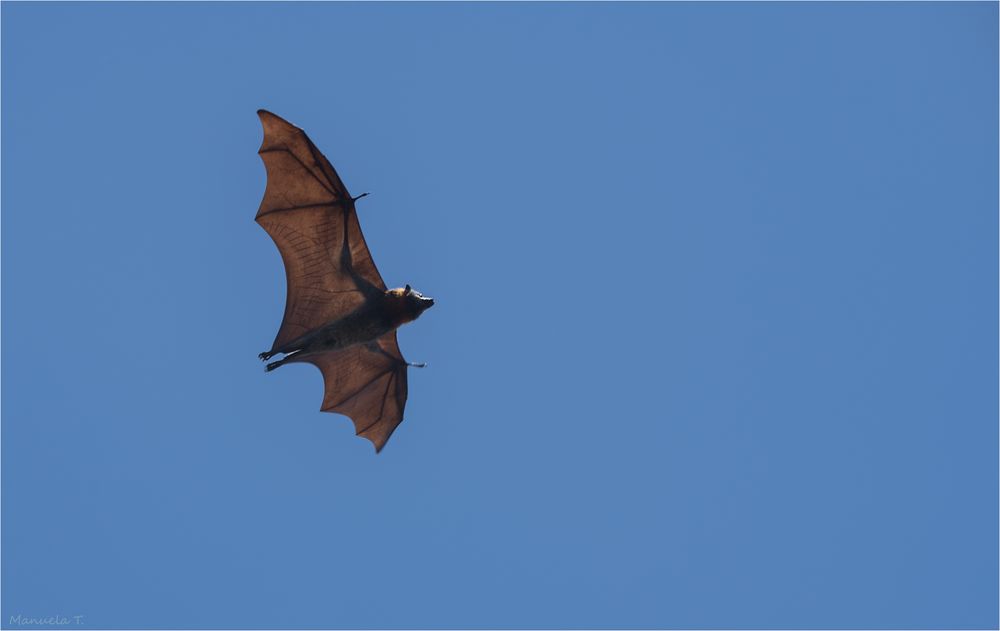 Grey-headed flying fox