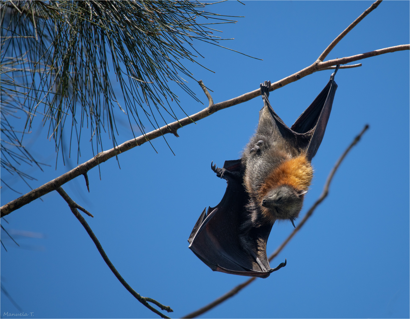 Grey-headed flying fox male.