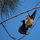 Grey-headed flying fox male.