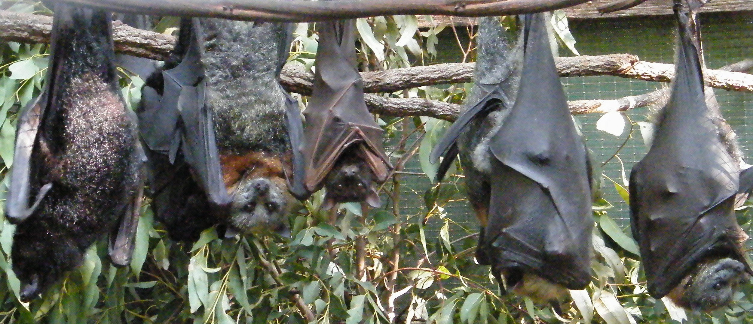 Grey-headed Flying Fox, (Pteropus poliocephalus )