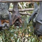 Grey-headed Flying Fox, (Pteropus poliocephalus )