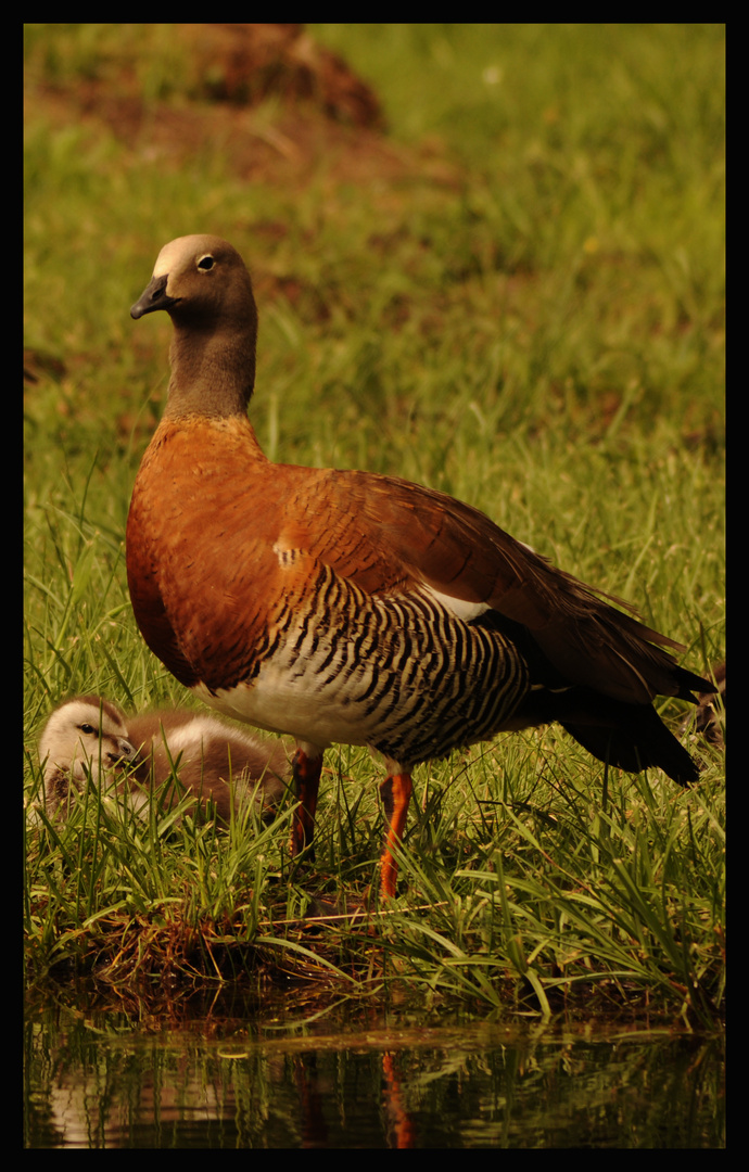 Grey Headed Goose