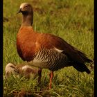 Grey Headed Goose