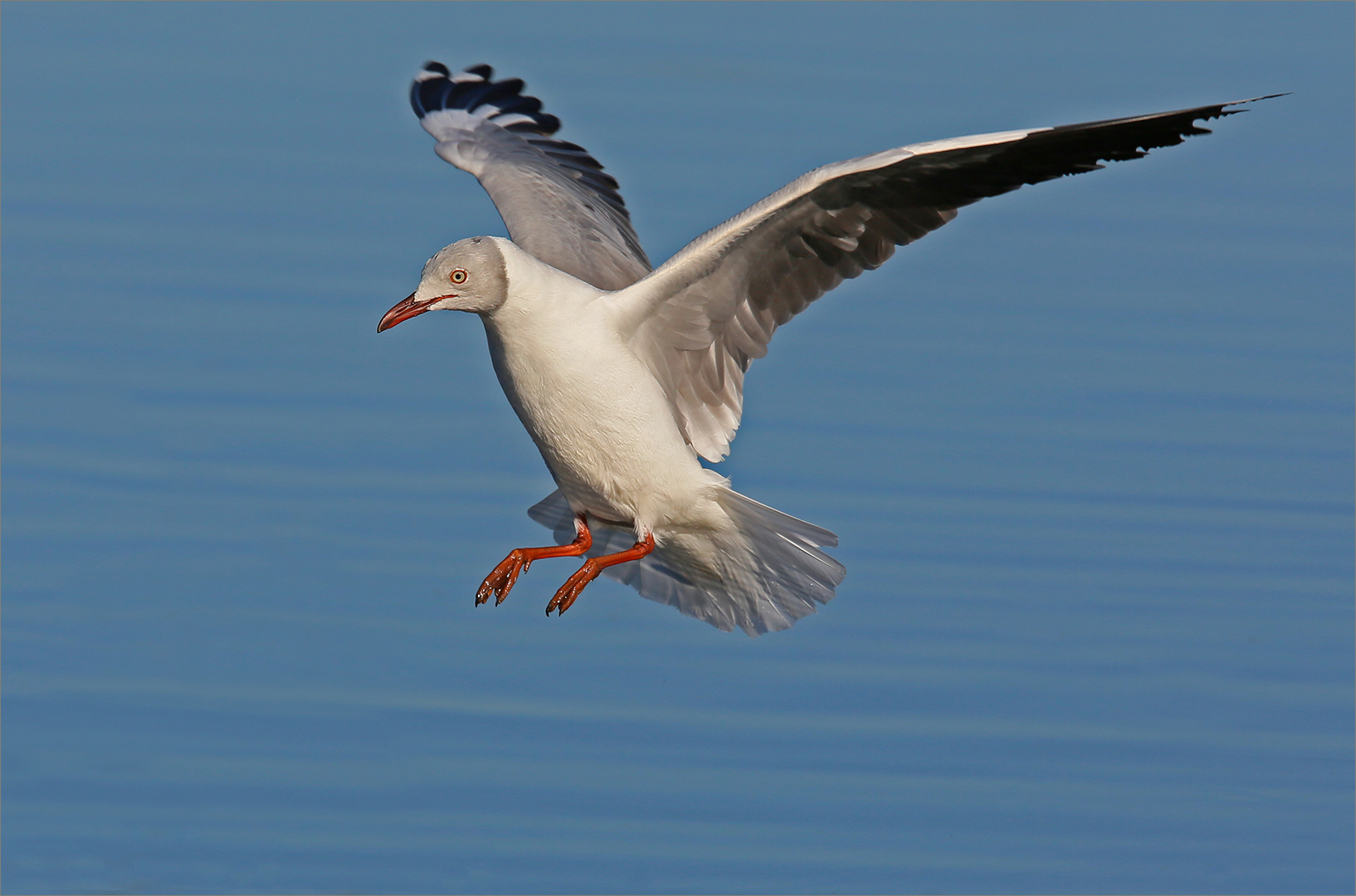 Grey headed gull