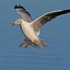 Grey headed gull