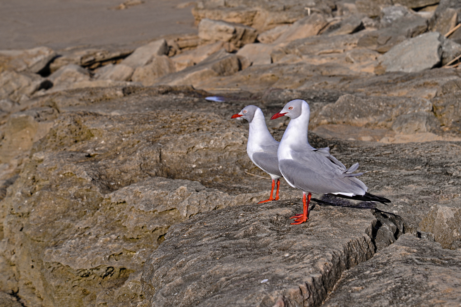 Grey headed Gull Mission Rocks Imfolozi Game Reserve