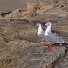 Grey headed Gull Mission Rocks Imfolozi Game Reserve