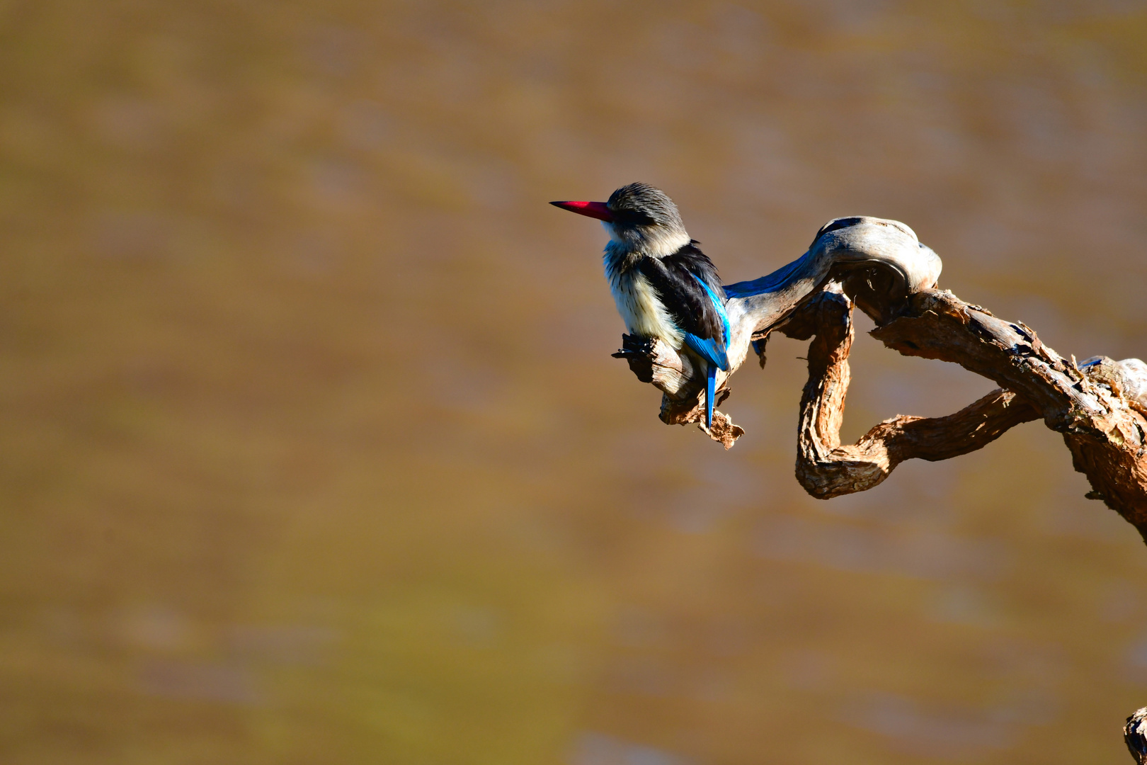 Grey-headed Kingfisher