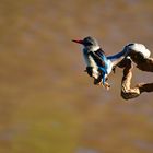 Grey-headed Kingfisher