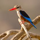 Grey Headed Kingfisher