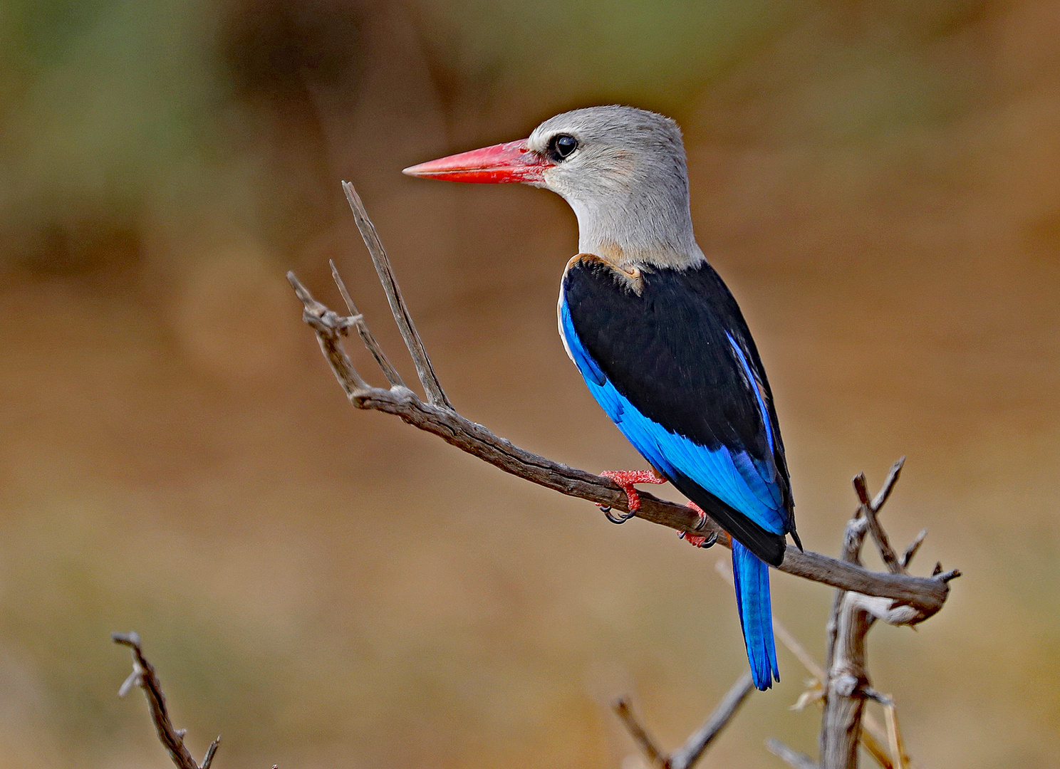 Grey headed Kingfisher