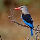 Grey headed Kingfisher