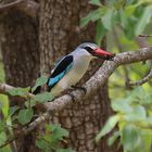 Grey-headed Kingfisher