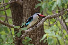 Grey-headed Kingfisher