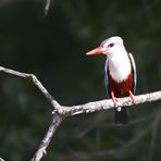 Grey-headed kingfisher