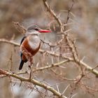 Grey-headed Kingfisher