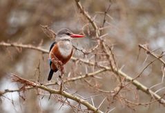 Grey-headed Kingfisher