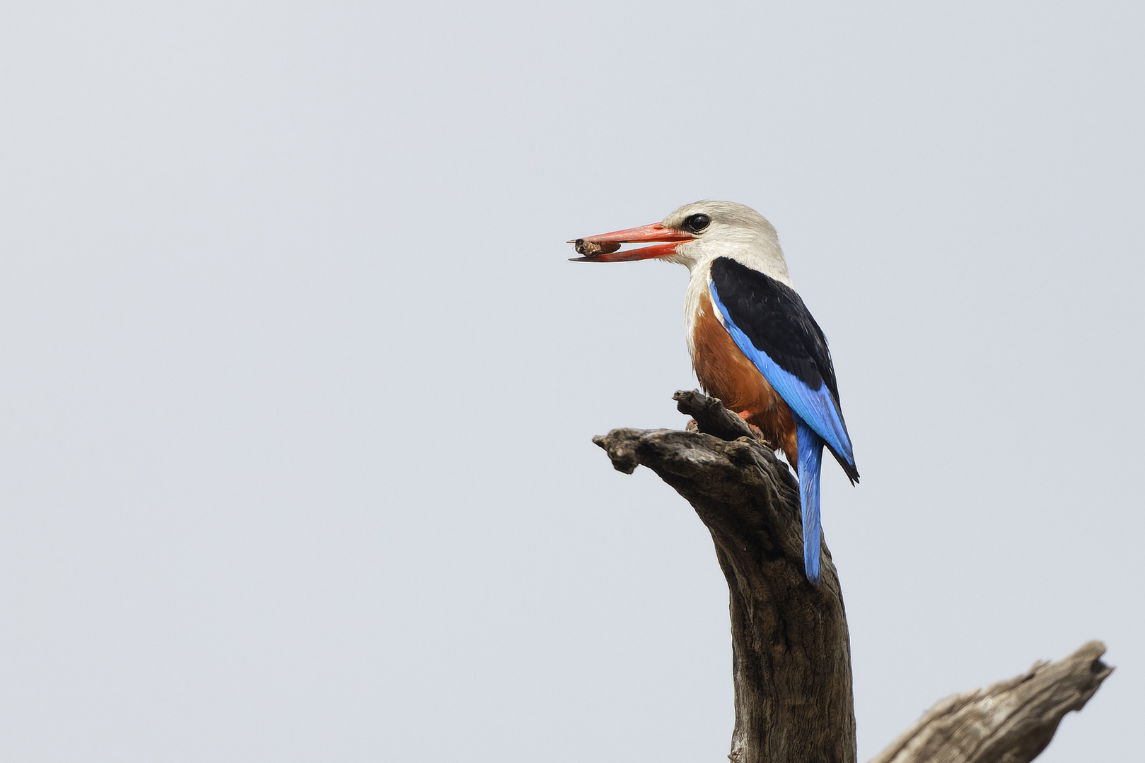 Grey-headed kingfisher (Graukopfliest) - Maasai Mara Dezember 2023