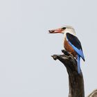 Grey-headed kingfisher (Graukopfliest) - Maasai Mara Dezember 2023