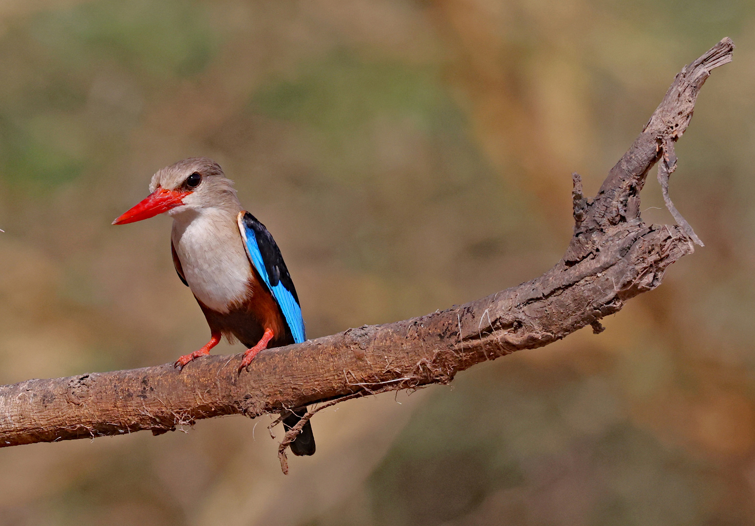 Grey-headed Kingfisher on branch