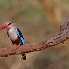 Grey-headed Kingfisher on branch