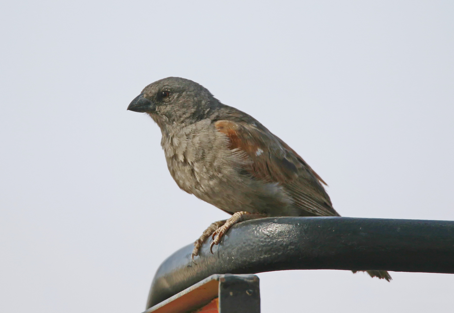 Grey-headed Sparrow