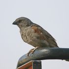 Grey-headed Sparrow