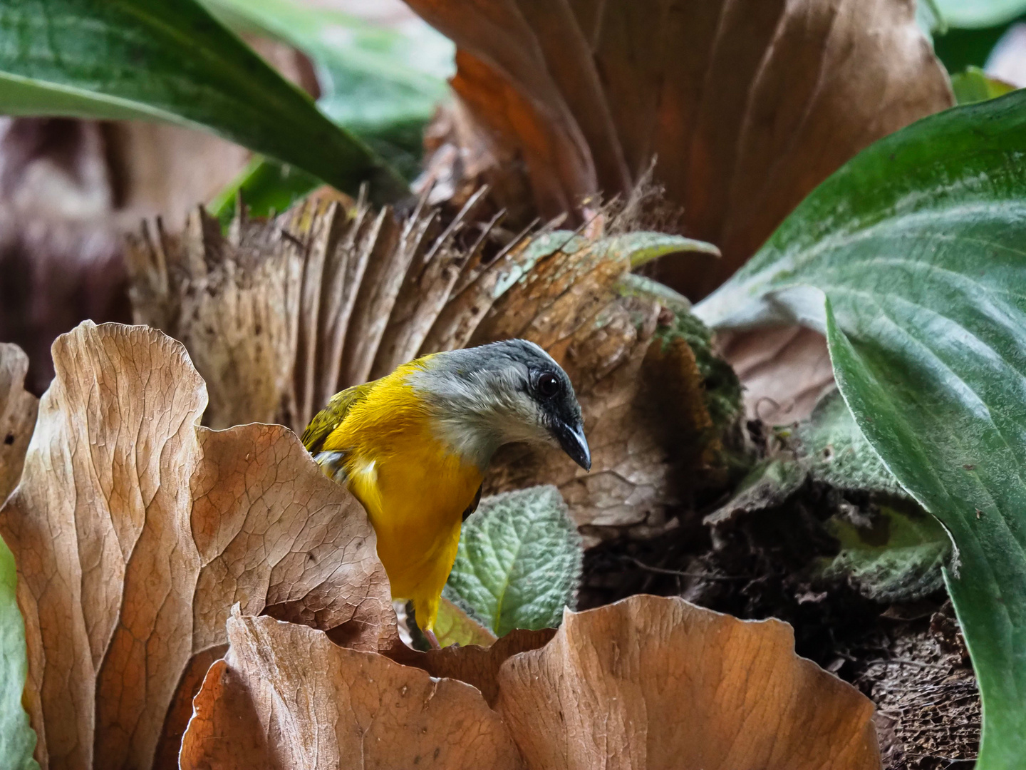 Grey headed tanager