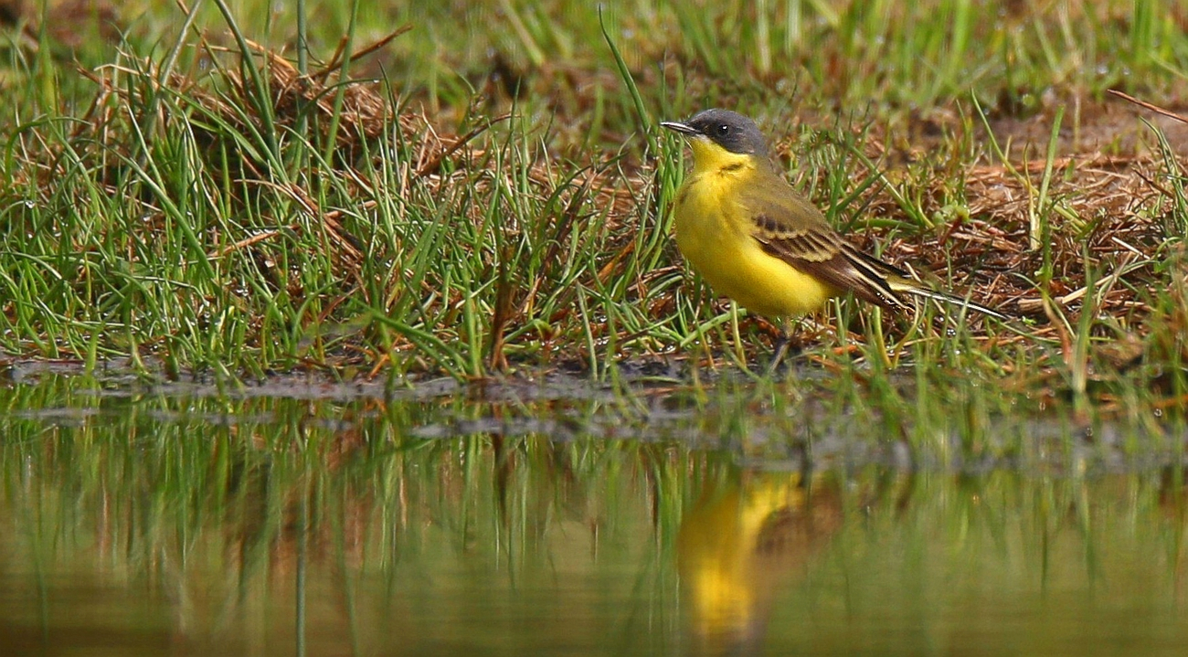 Grey headed yellow wagtail
