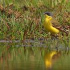 Grey headed yellow wagtail