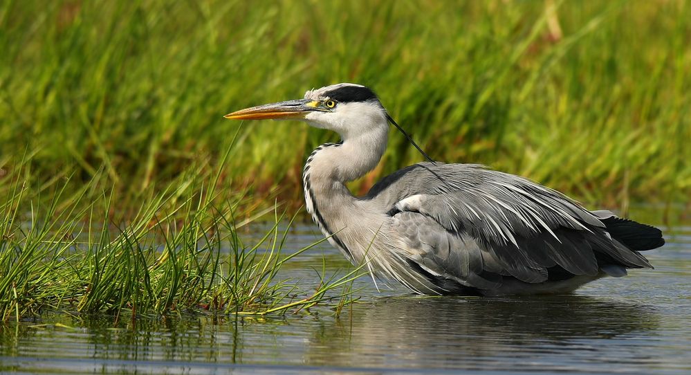 Grey Heron