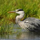 Grey Heron