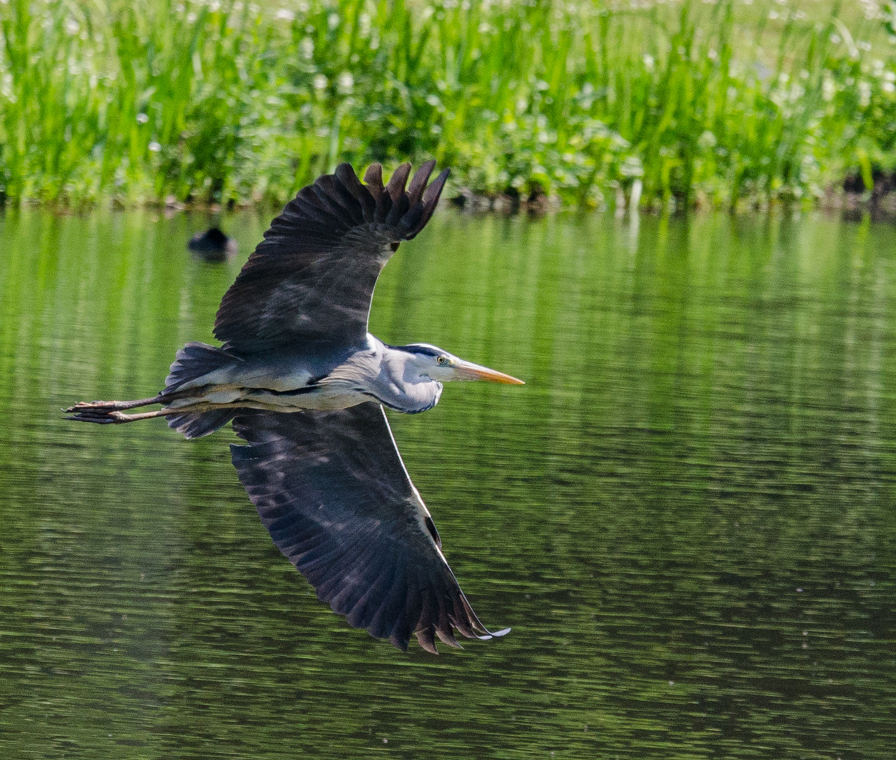 Grey heron