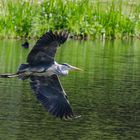 Grey heron