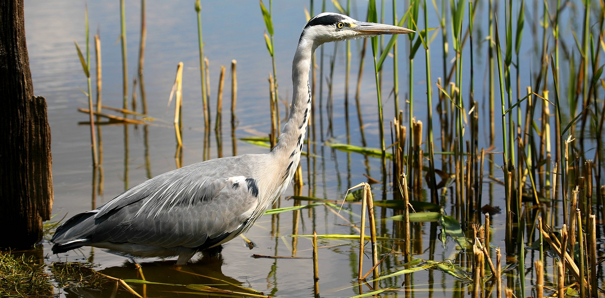 Grey Heron