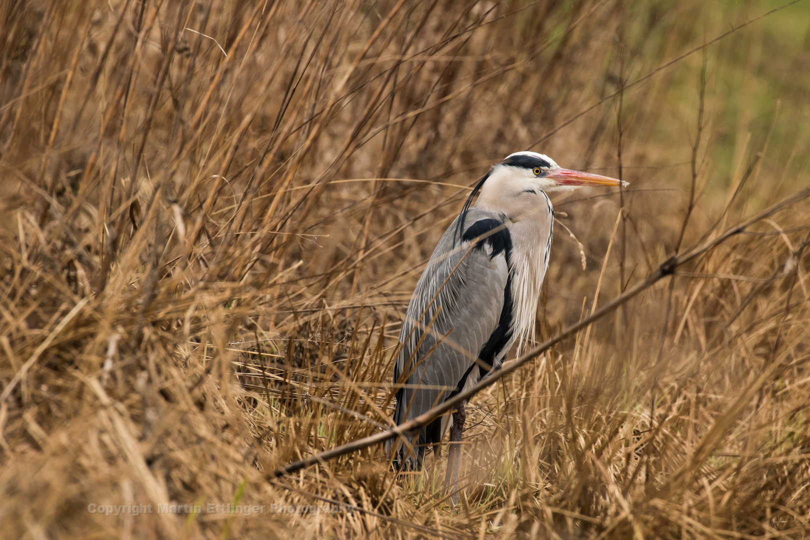 grey heron 11032019 (4)