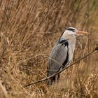 grey heron 11032019 (4)