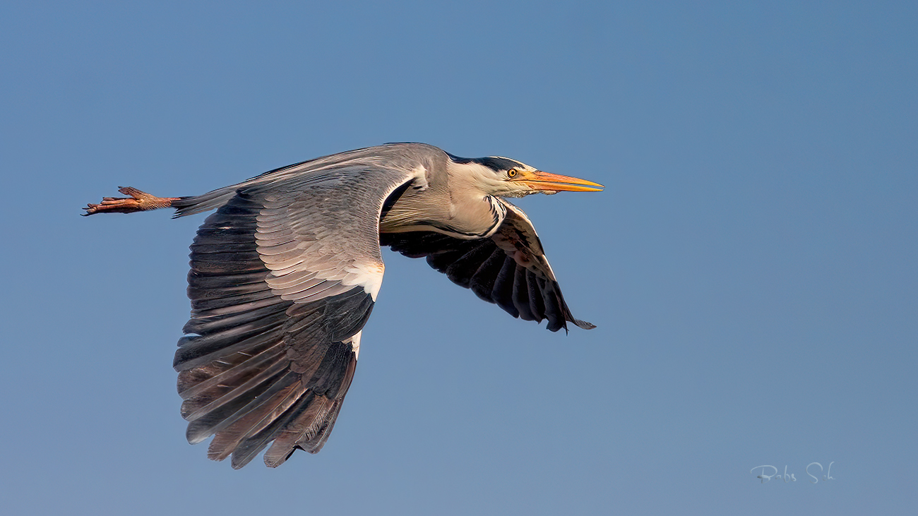 Grey heron