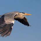 Grey heron