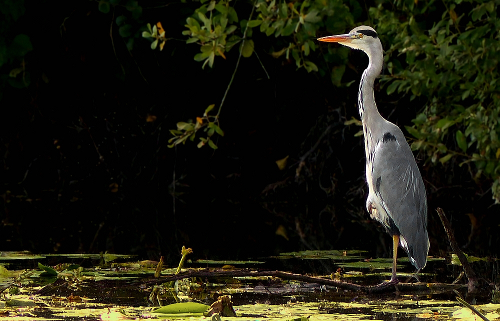 Grey Heron