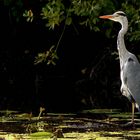 Grey Heron