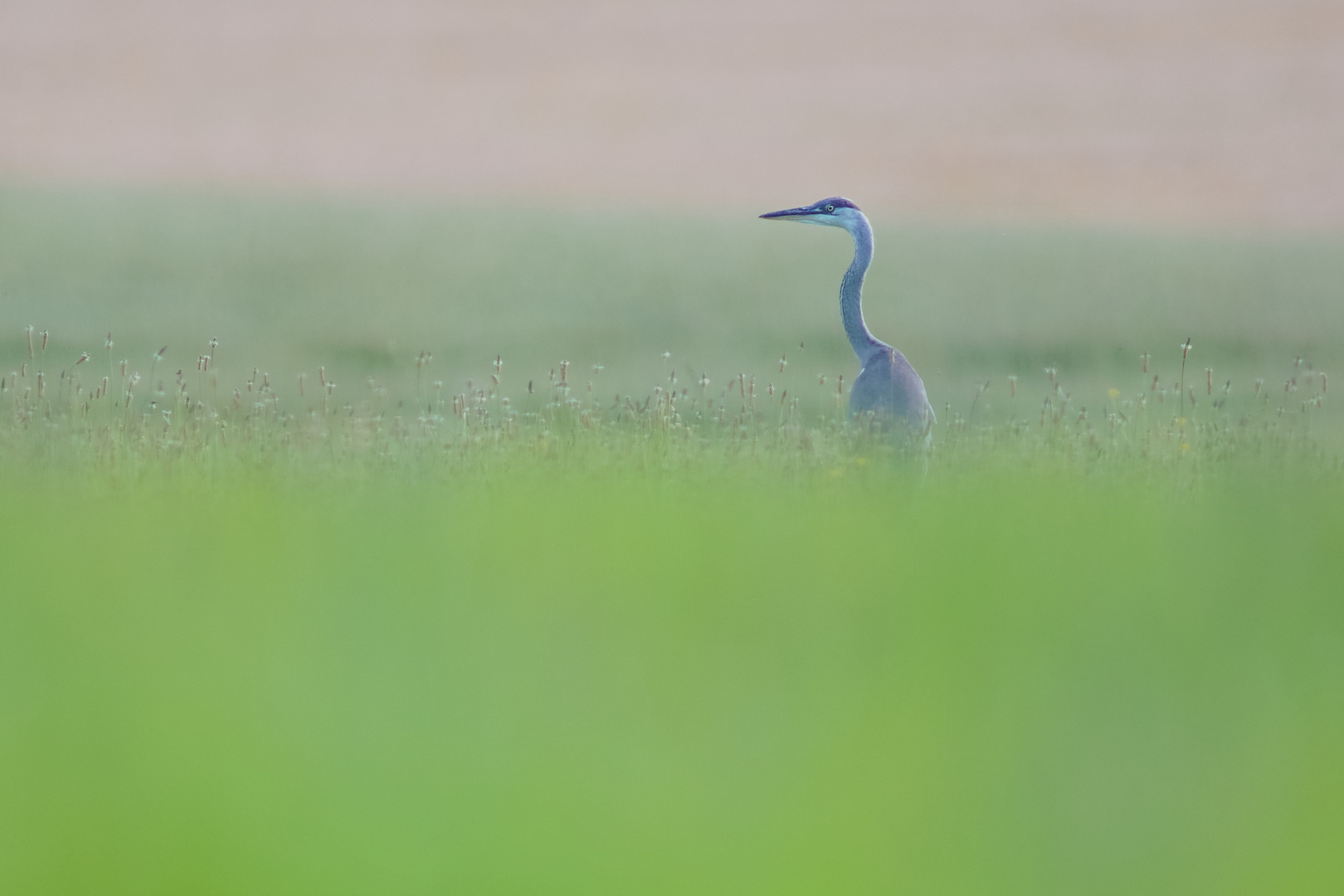 *** Grey Heron ***