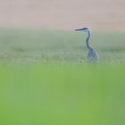 *** Grey Heron ***