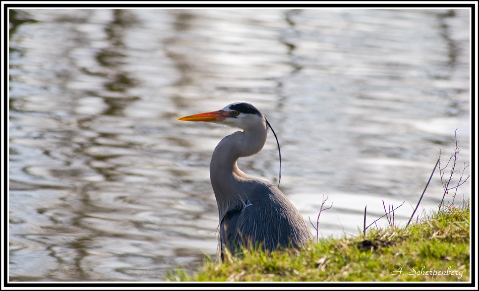 Grey Heron -2