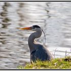 Grey Heron -2